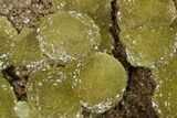 Pristine, Yellow-Green Austinite Crystal Formation - Mexico #154720-1